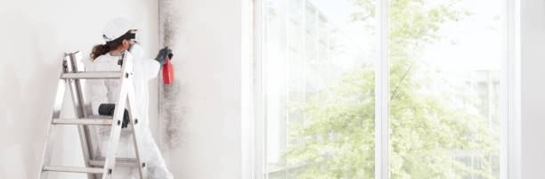  Sykesville, MD Mold Removal Pros
